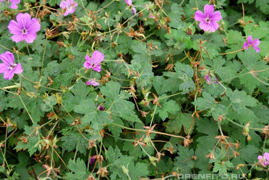 Герань валлиха