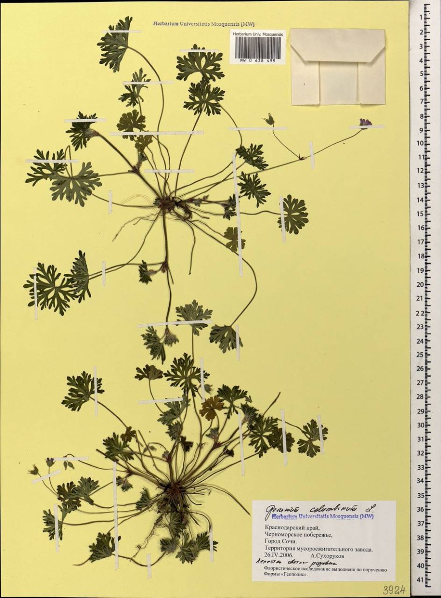 Герань Лесная чай