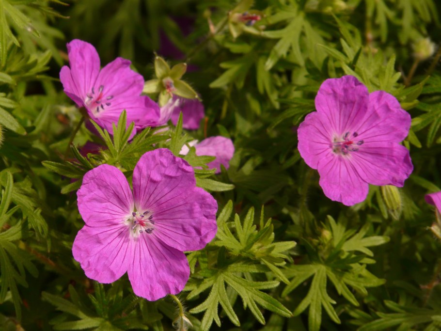 Герань кроваво-красная вижн