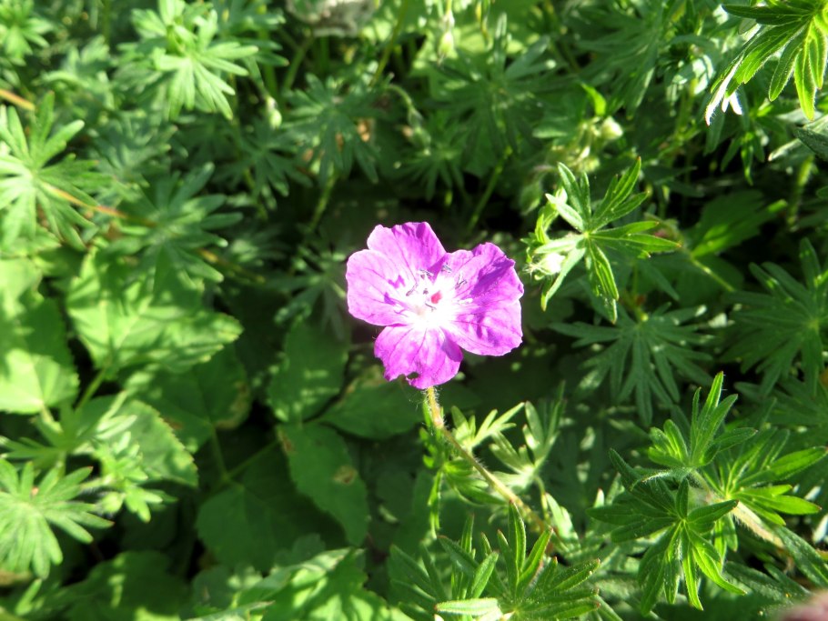 Geranium macrorrhizum