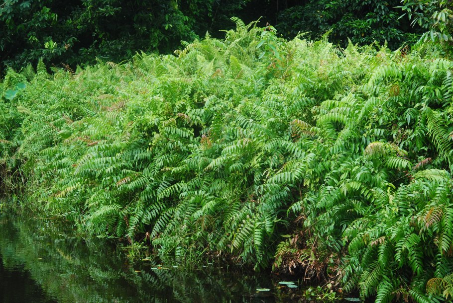 Больбитис нано