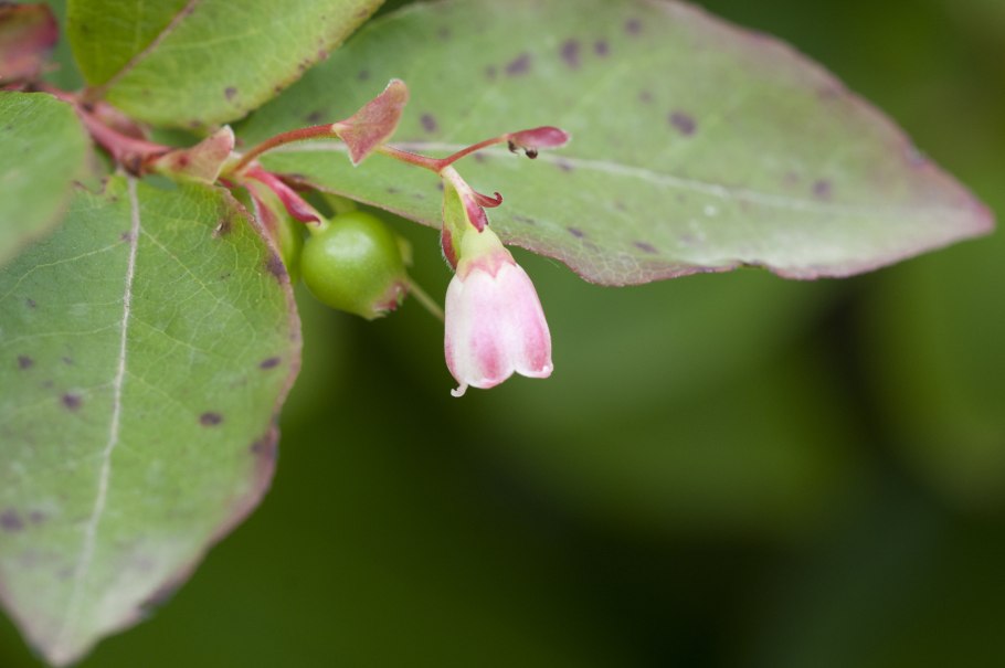 Какое растение обнаружил ботаник комаров в лесах Маньчжурии