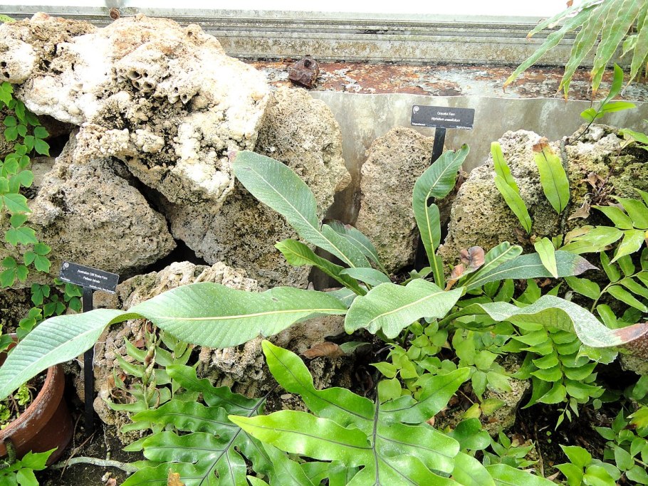 Каракурт самец