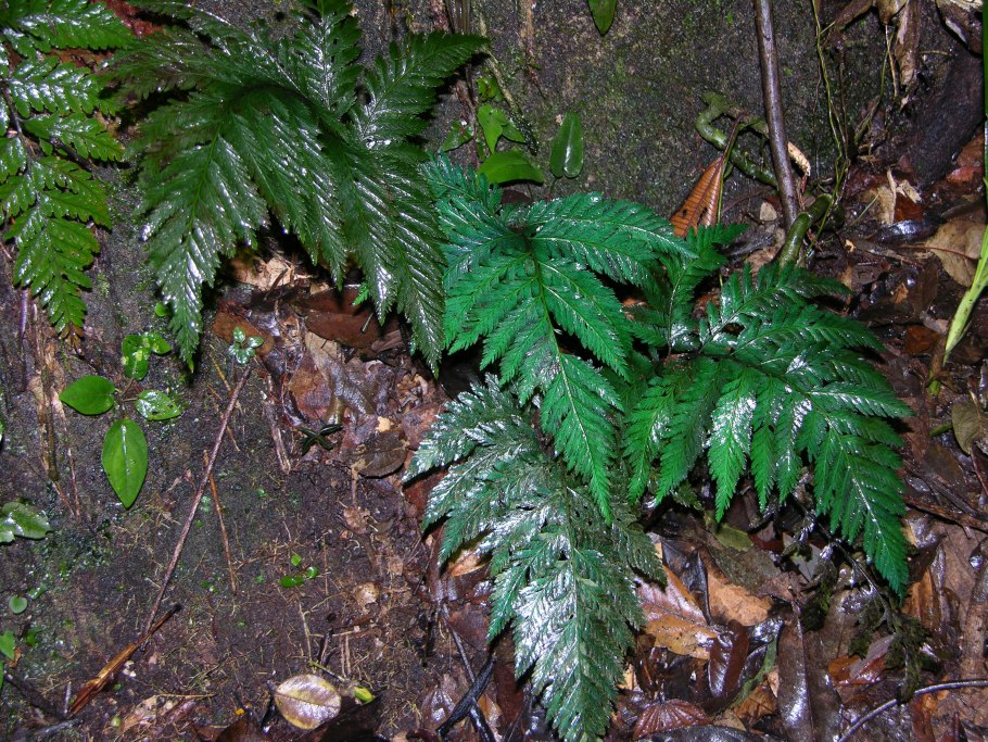 Плагиогирия ползучая