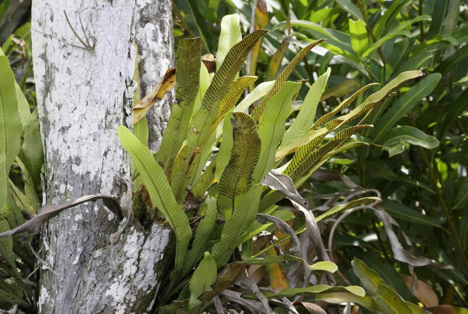 Stenochlaena tenuifolia