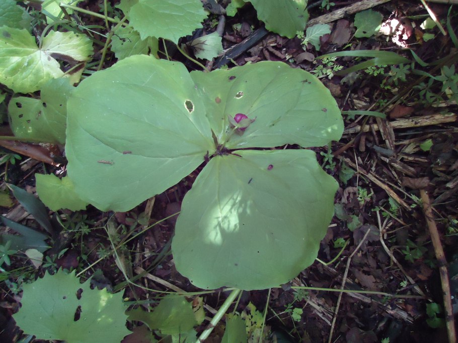Деревья Коконы в Пакистане