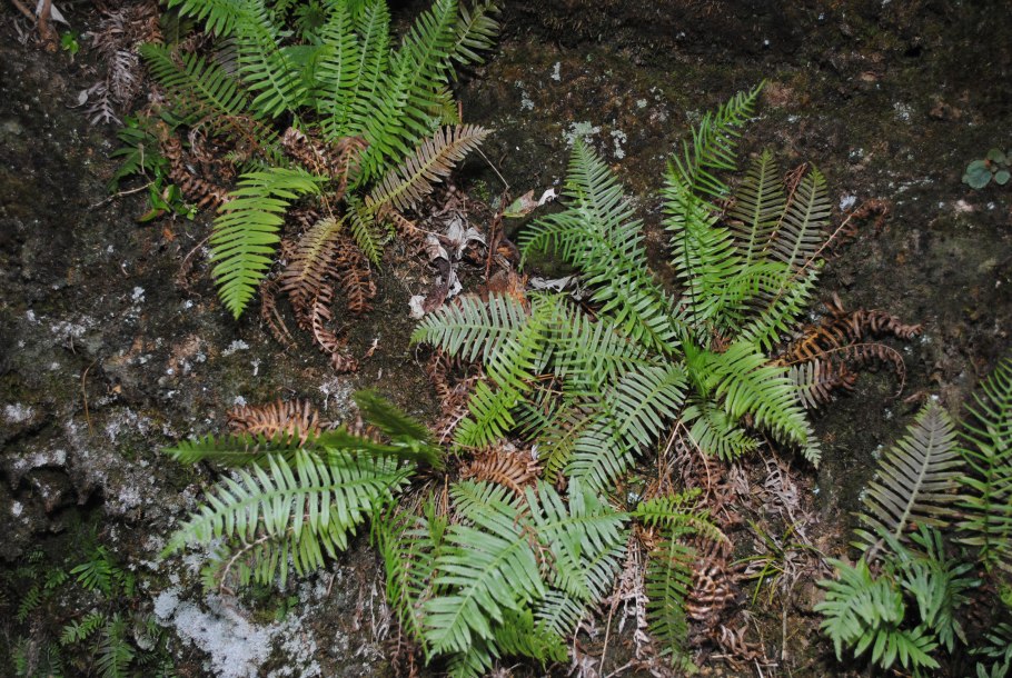 Плагиогирия Матсумуры