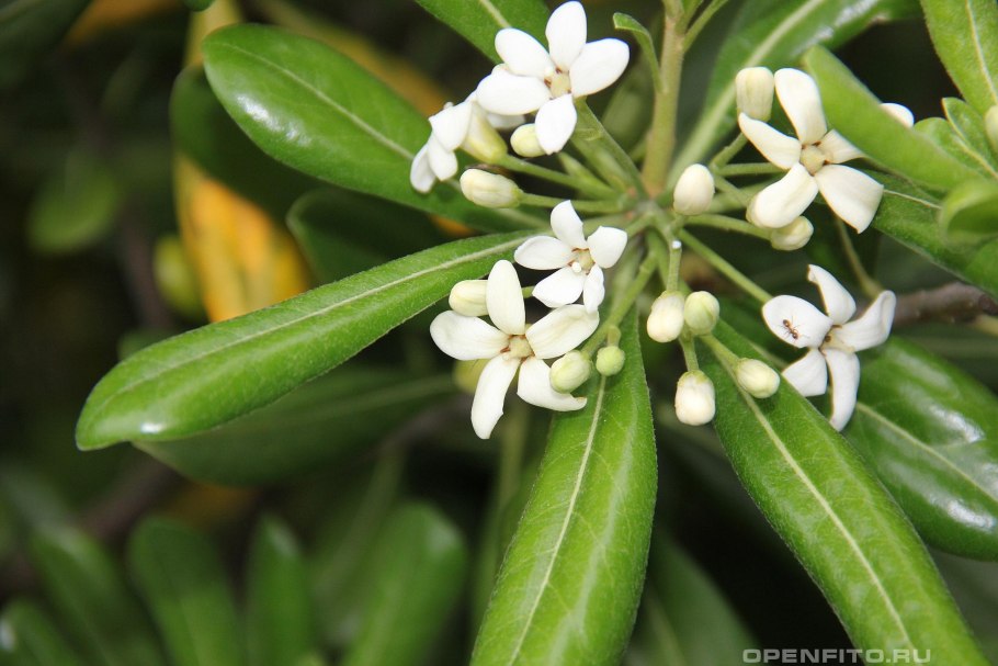 Вечнозеленый Сорус.