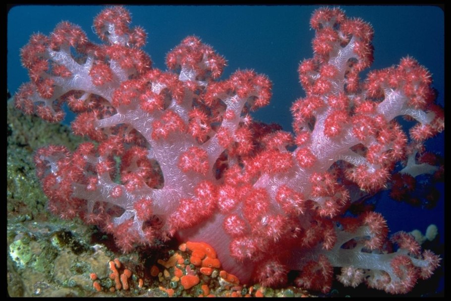 Папоротник страусник цветение