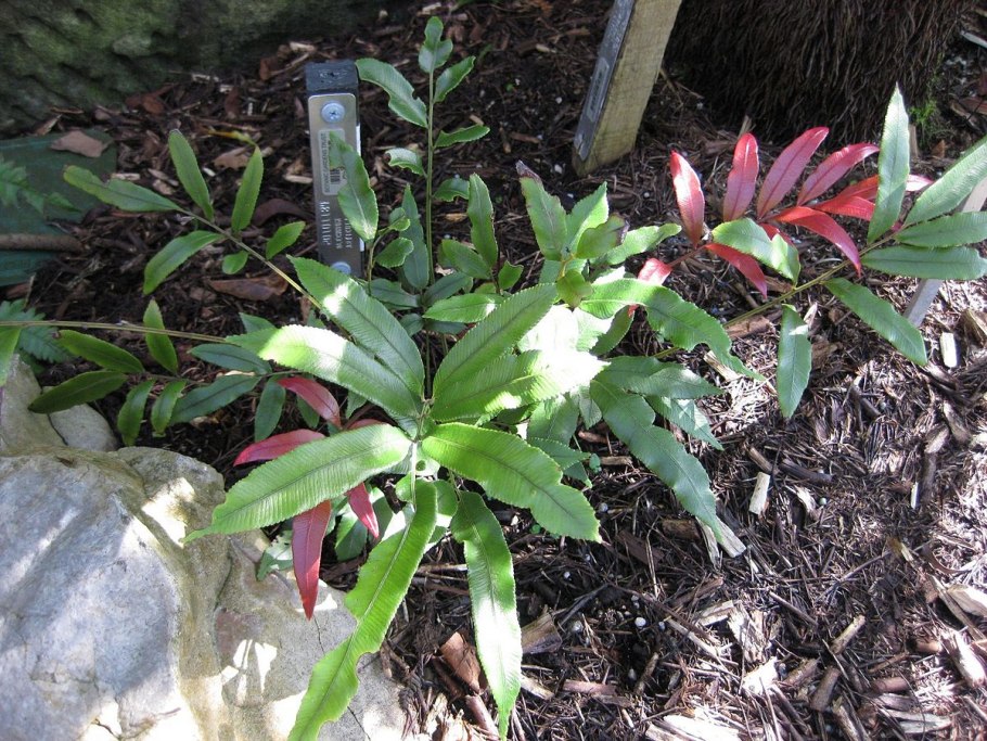 Смолосемянник разнолистный