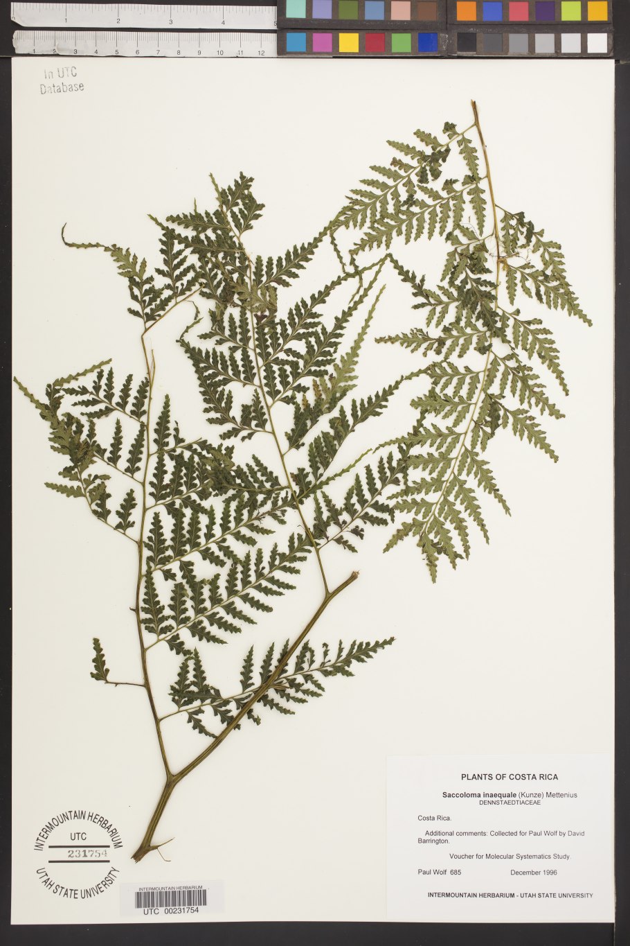 Dryopteris carthusiana