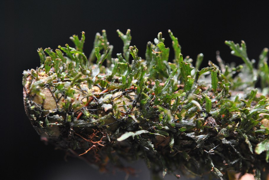 Plagiogyria matsumureana