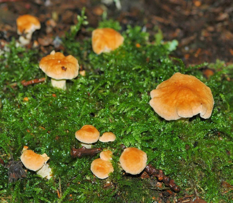 Страусник обыкновенный (с2)