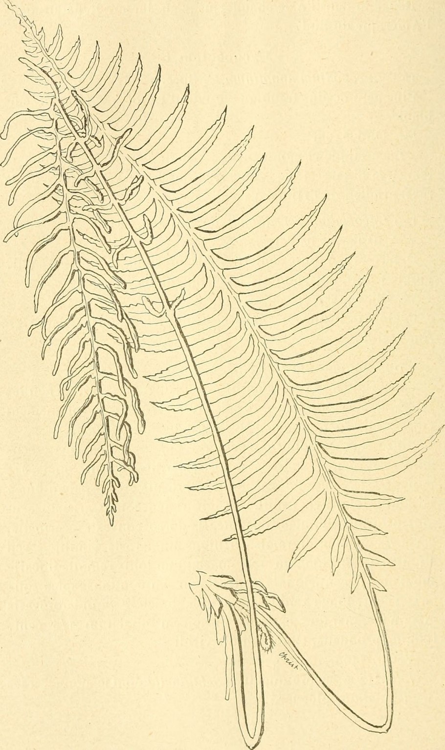 Необычные бархатные грибы