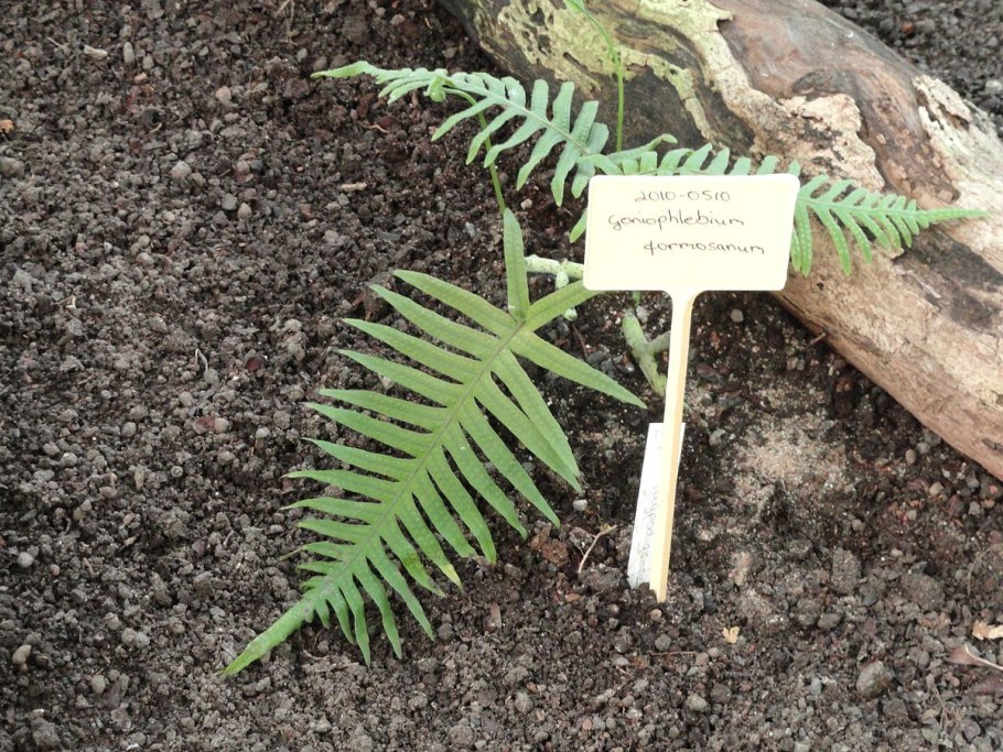 Диоптаз в породе