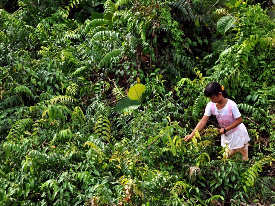 Плантации кофе во вьетнаме