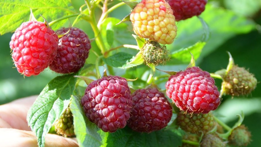 Малина ремонтантная самородок