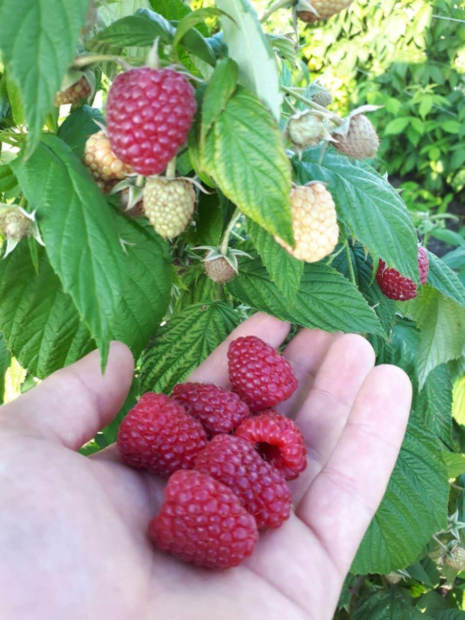 Сорт малины Маравилла