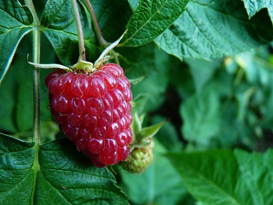 Малина бриллиантовая ремонтантная