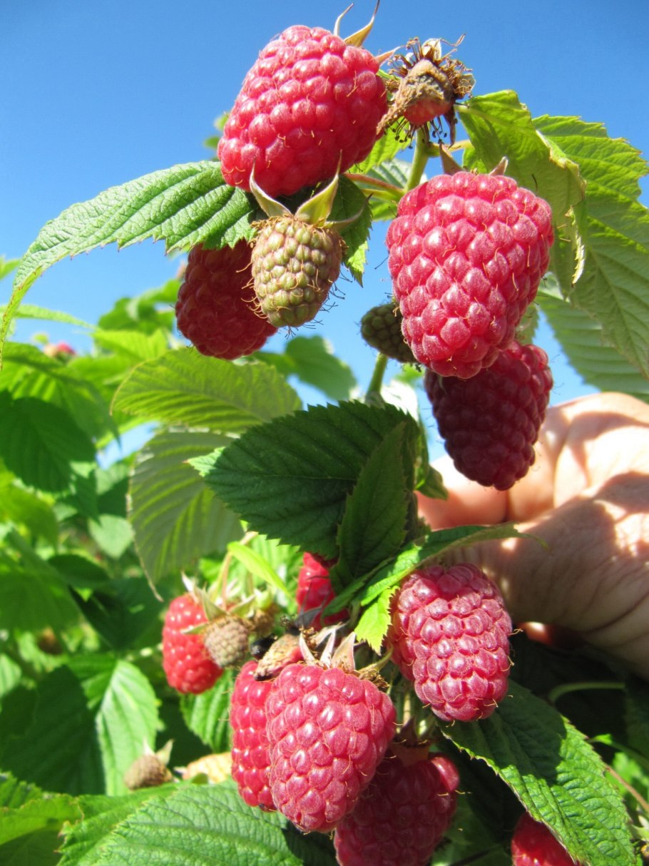 Малина ремонтантная Жар птица