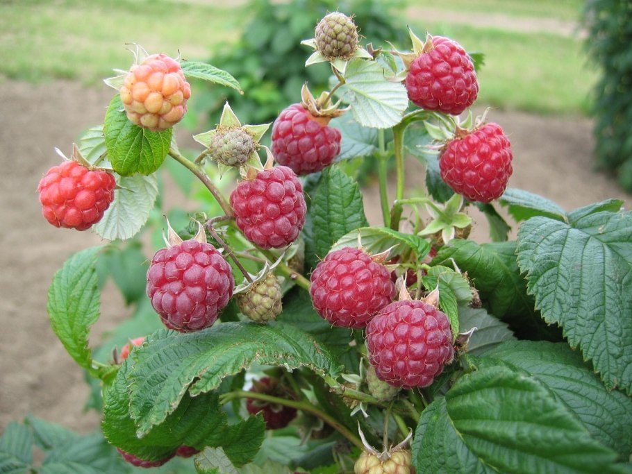 Малина Зоренька Алтая