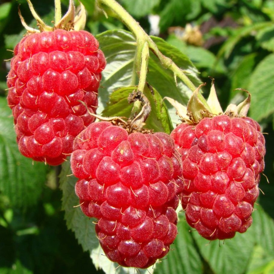 Малина ремонтанная "Геракл"