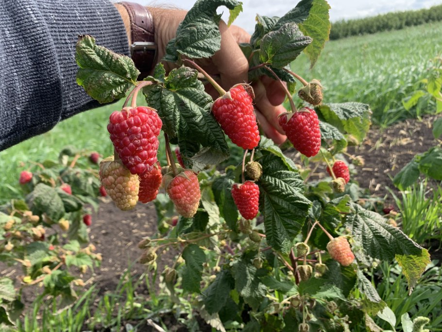 Сорт ремонтантной малины полька