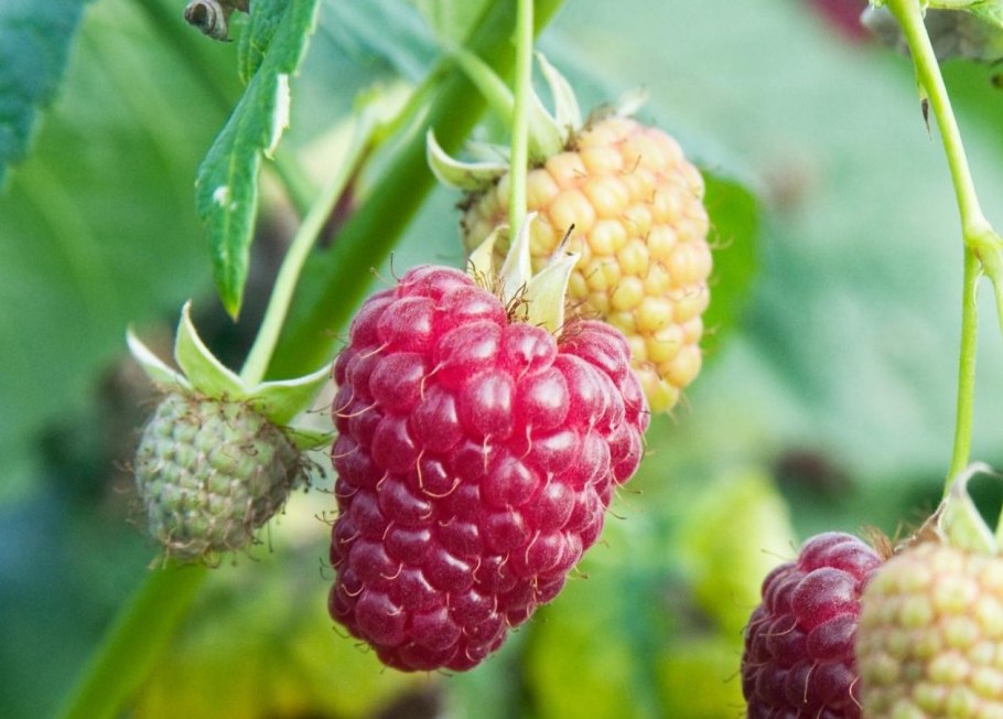 Малина ремонтантные сорта Жар птица