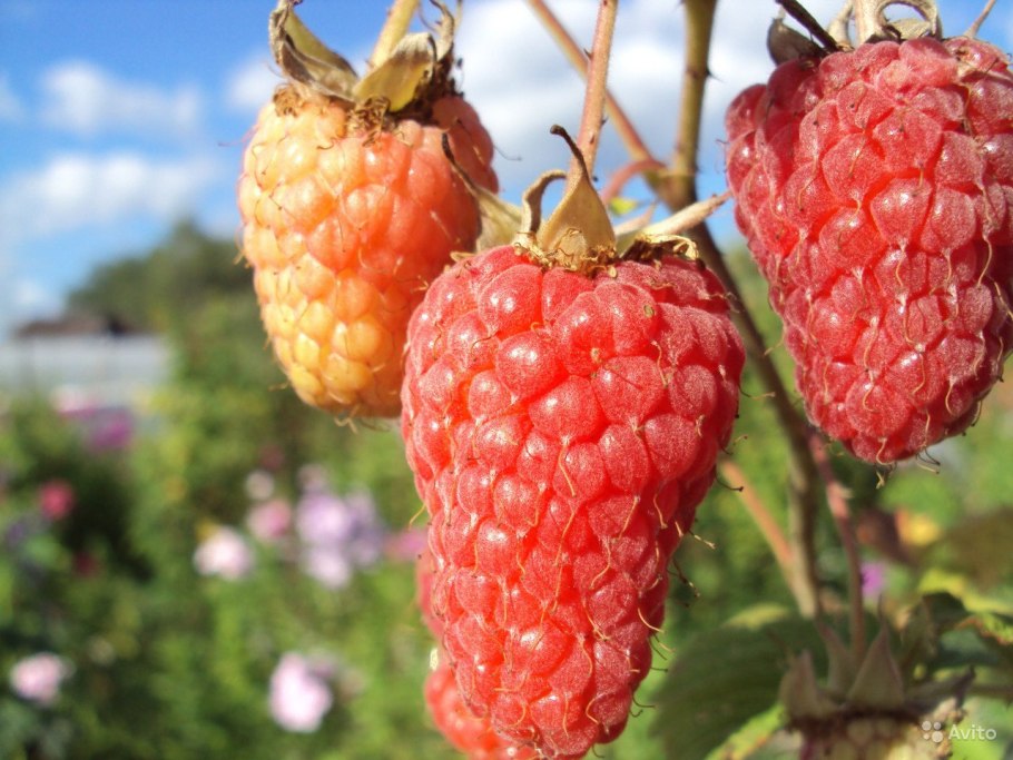 Сорт малины соколица