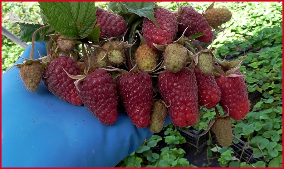 Малина сорт Геракл