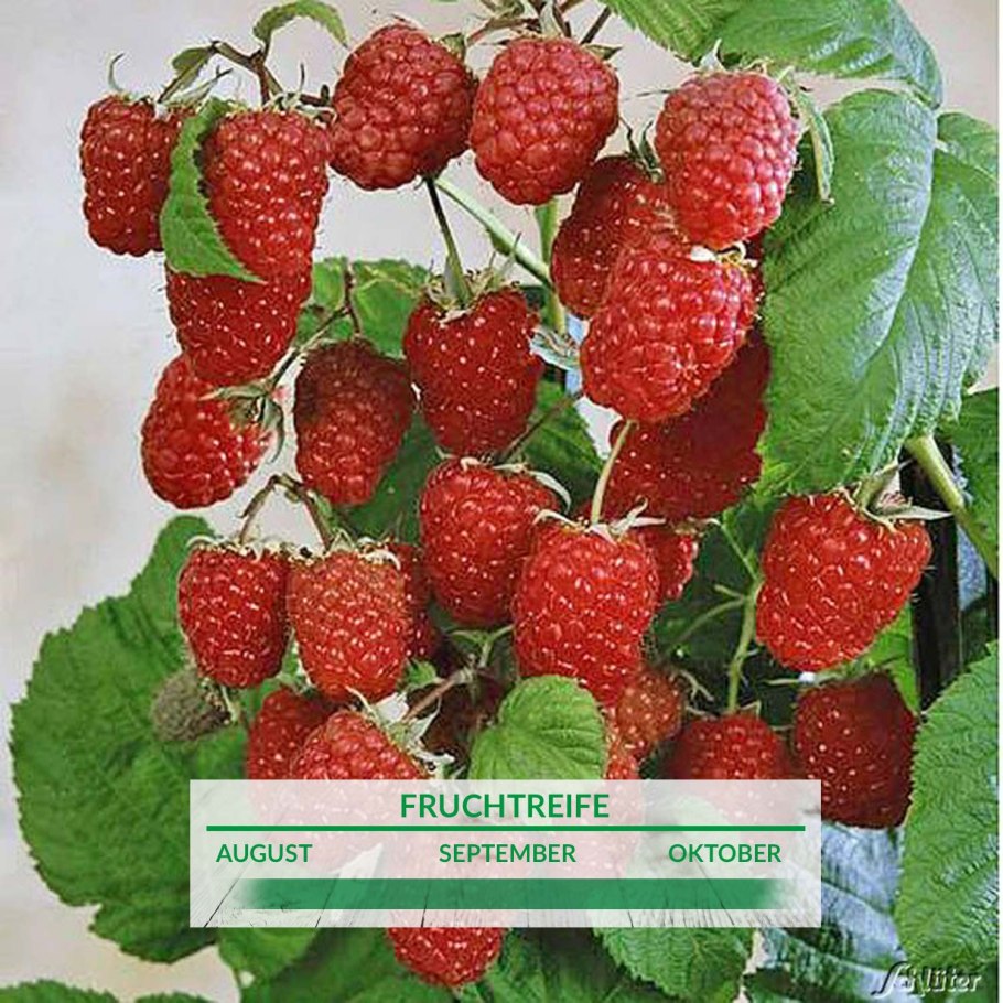 Малина ремонтантная Геракл