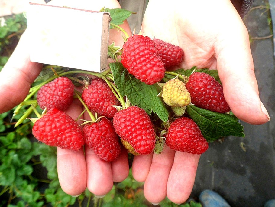 Малина ремонтантная Августина