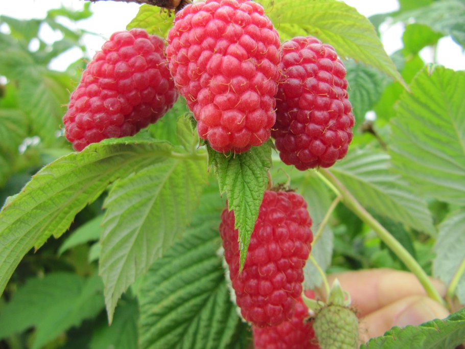 Ремонтантная малина сорта