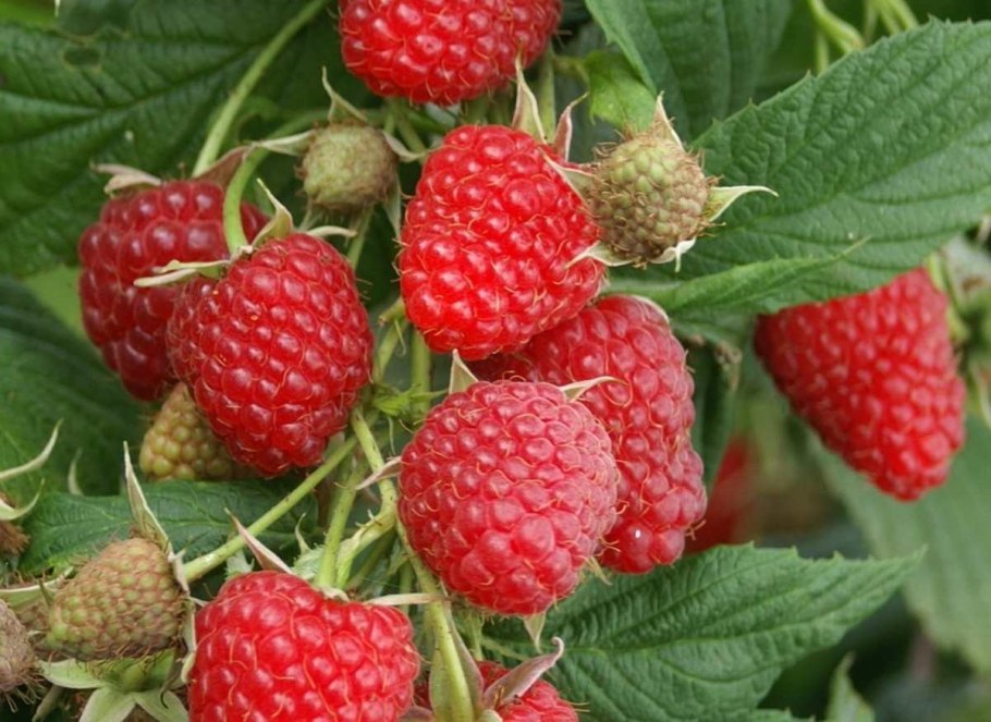 Малина Таруса малиновое дерево