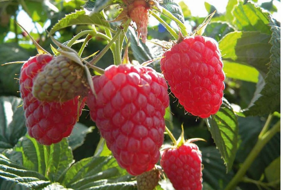 Малина ремонтантная геракл