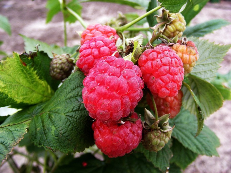 Малина сорт Геракл