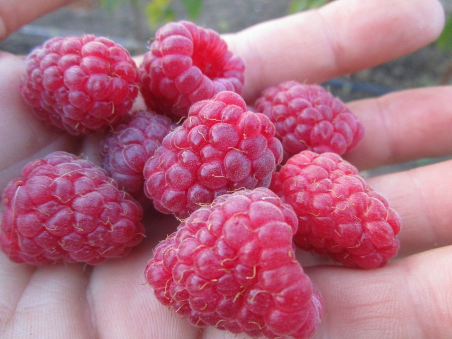 Малина ремонтантная Маравилла