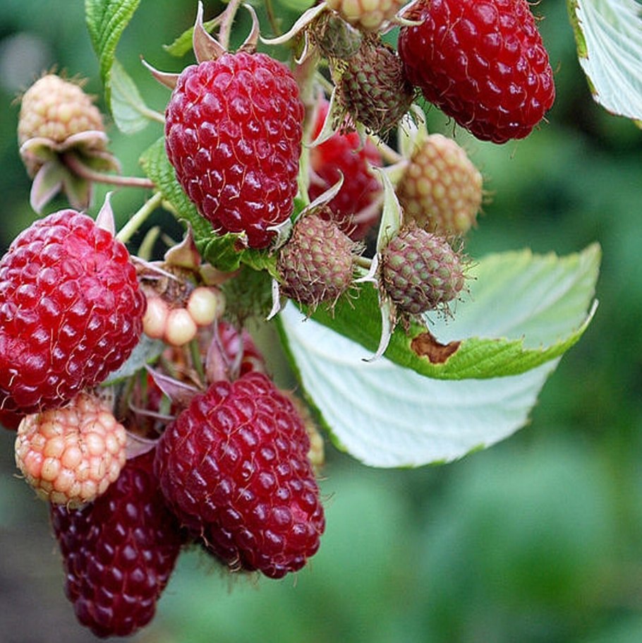 Малина полана