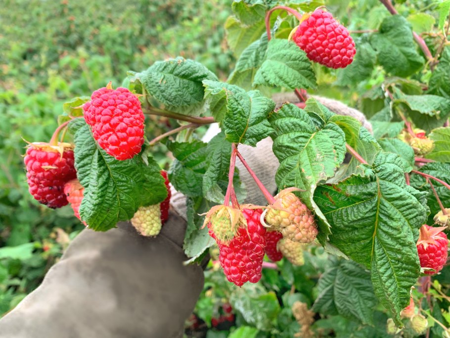 Малина ремонтантная геракл