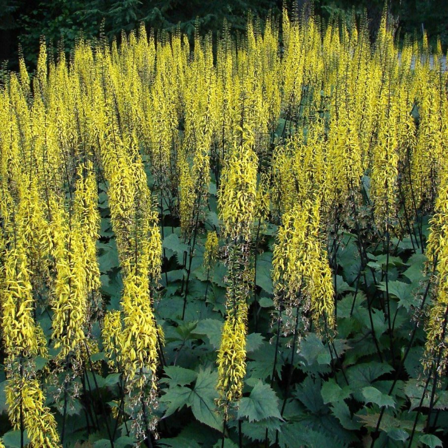 Бузульник сизый (Ligularia glauca) 3 гр.