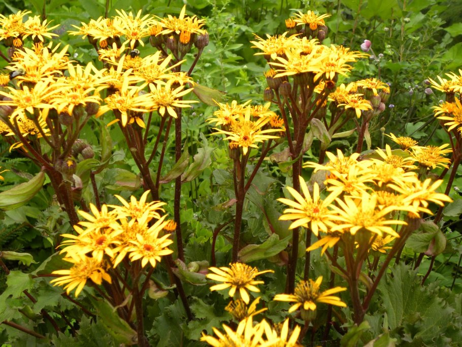 Бузульник osiris fantaisie