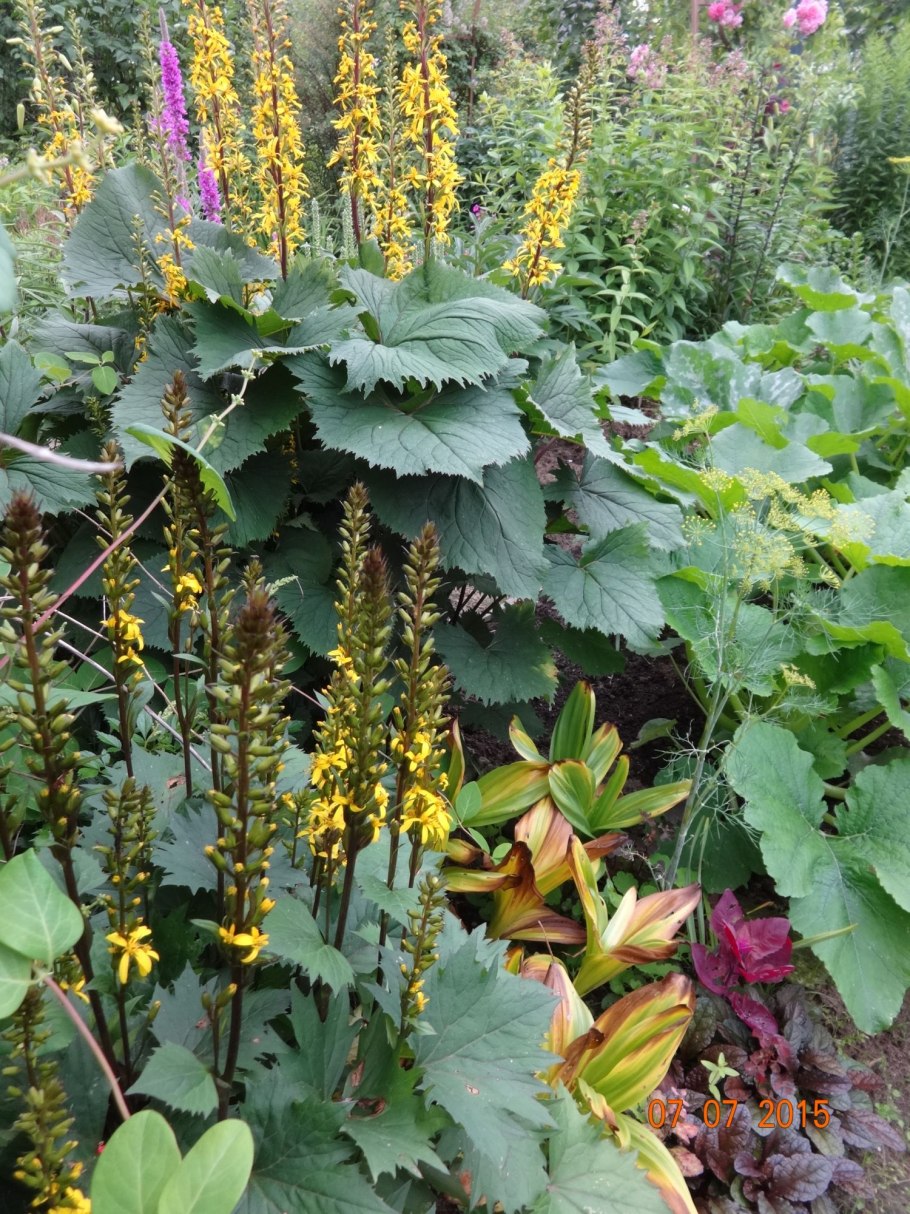 Бузульник пржевальского рокет