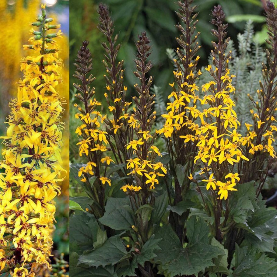 Бузульник пржевальского рокет