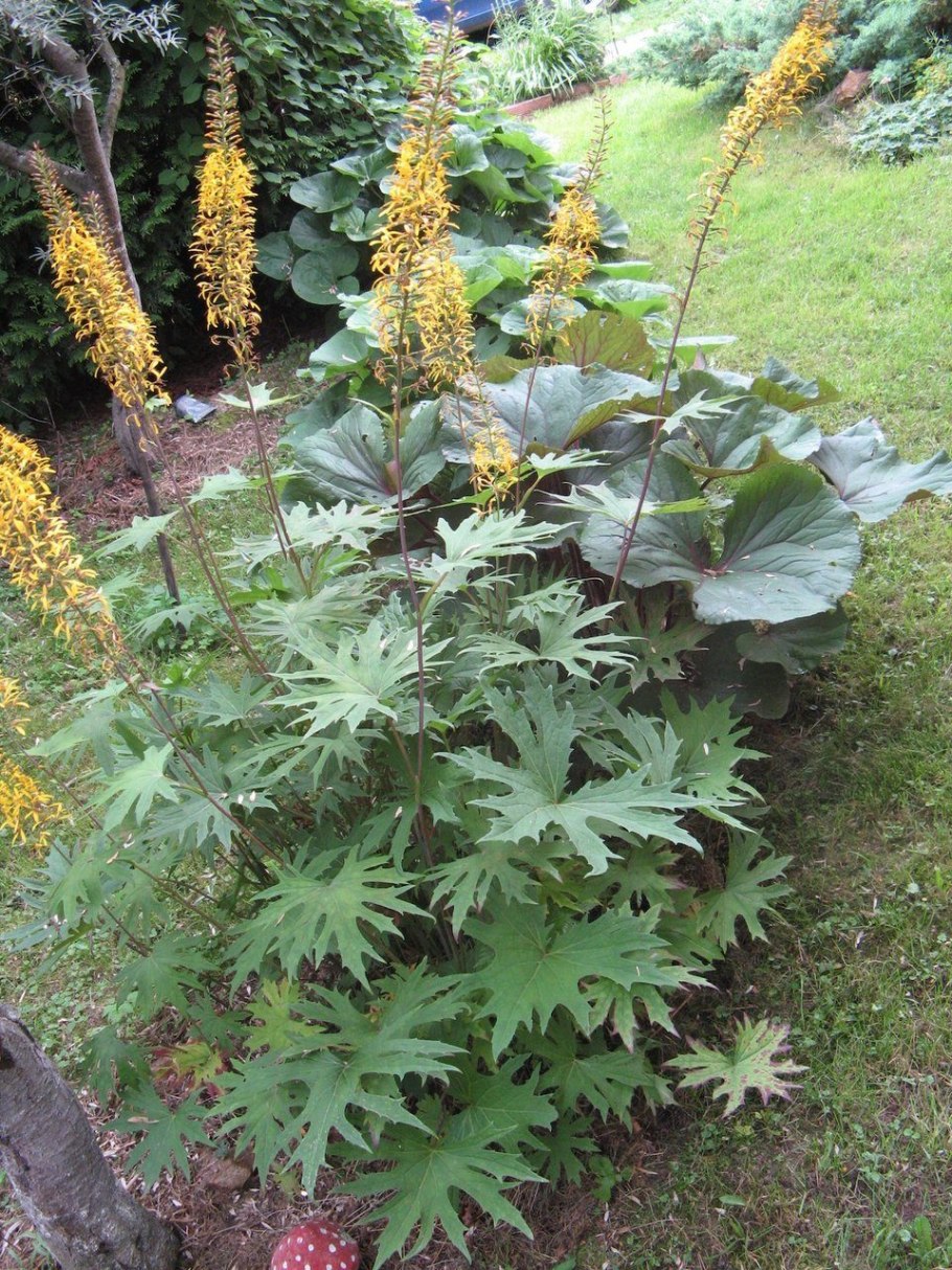 Бузульник пржевальского