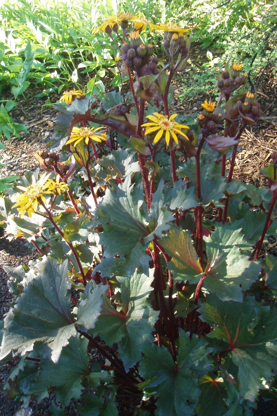 Бузульник osiris cafe noir