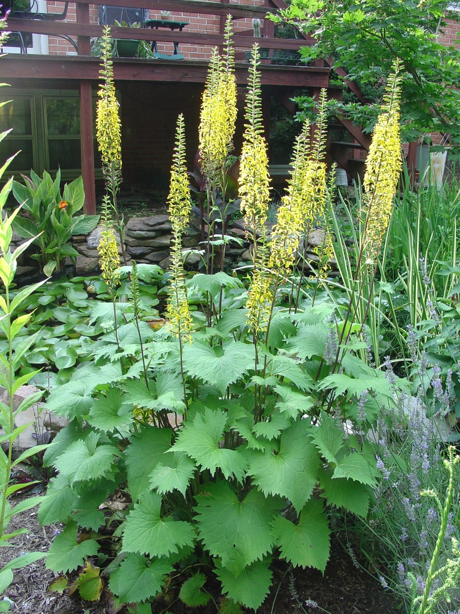 Бузульник гибридный зептер