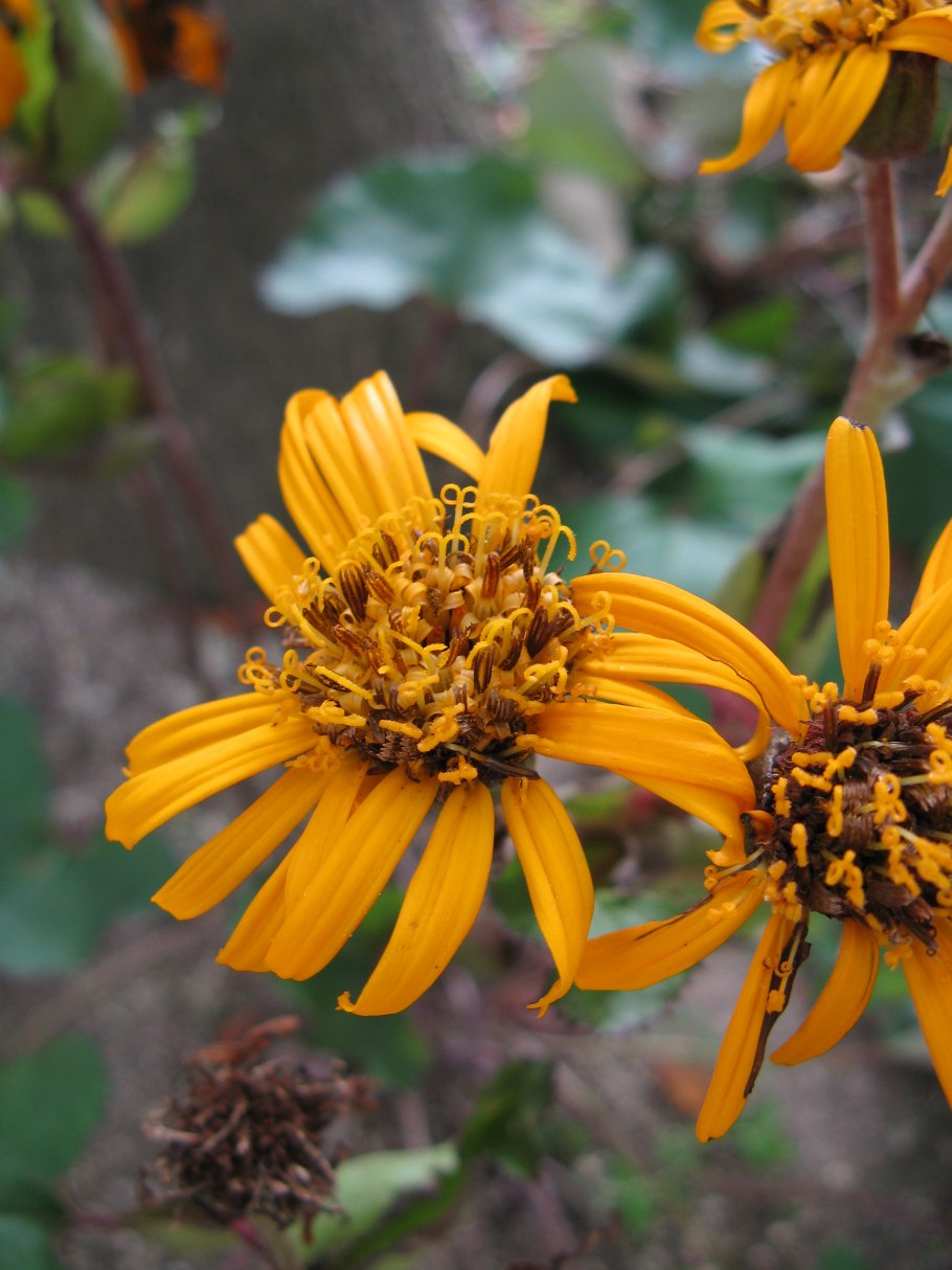 Ligularia dentata