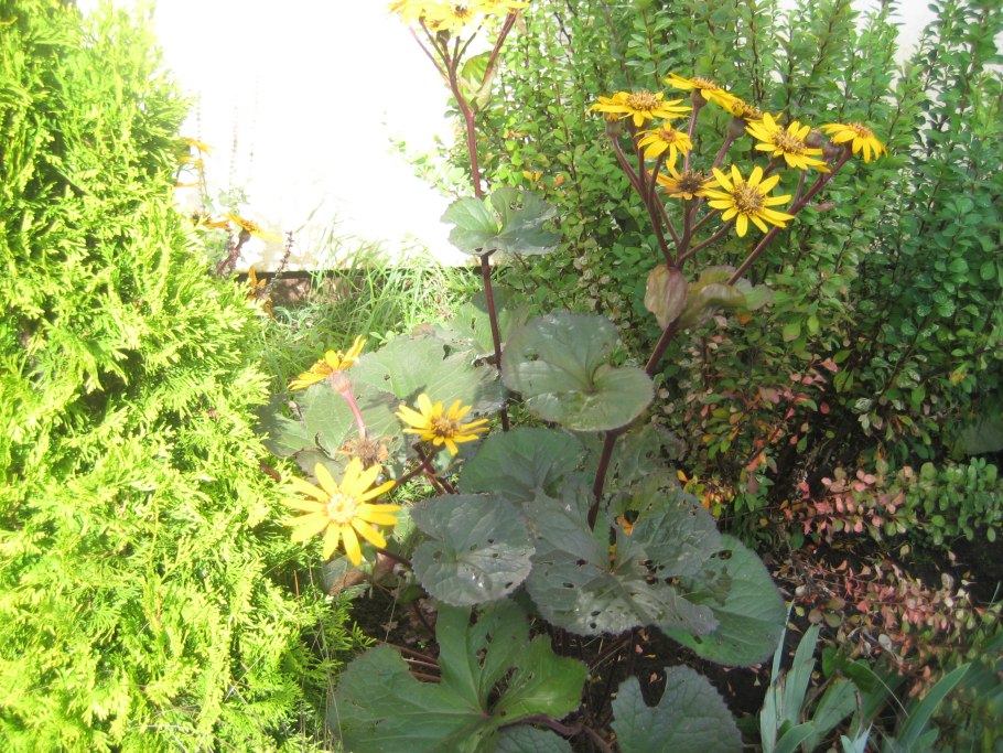 Бузульник отелло