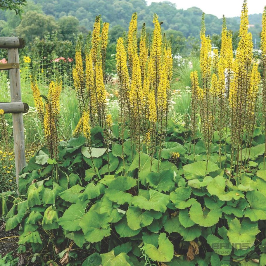 Бузульник дездемона