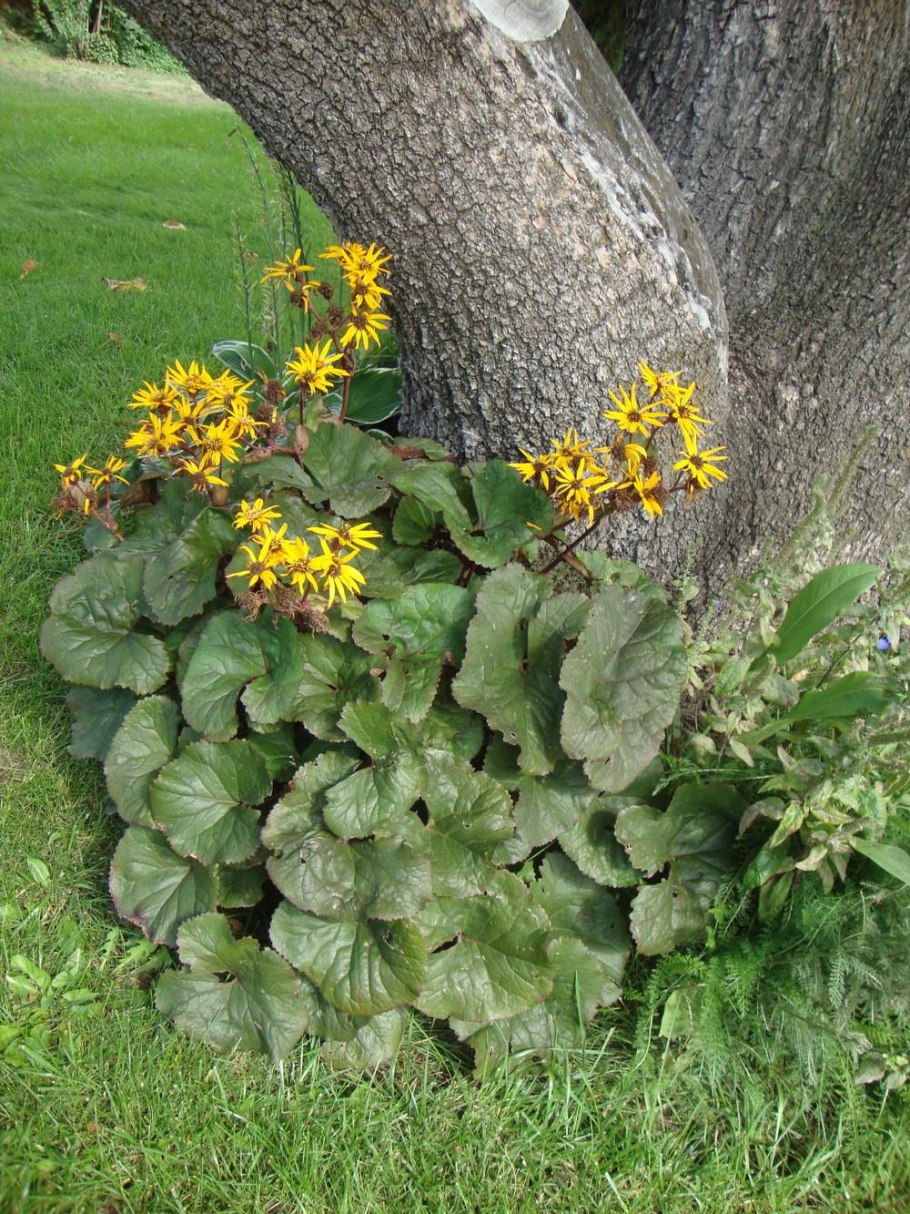 Бузульник бритт мари кроуфорд